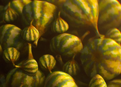Unidentified Melon Unidentified Melon